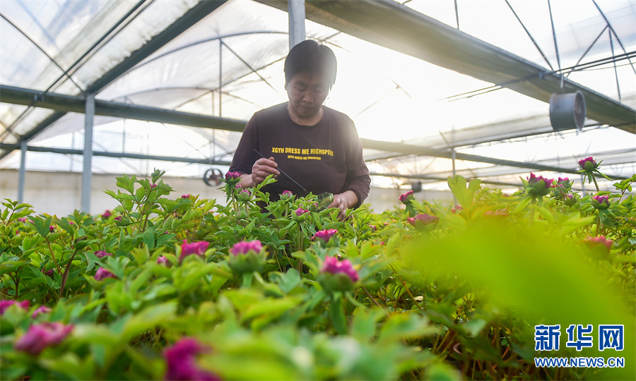 河南洛阳：反季牡丹扮靓节日市场