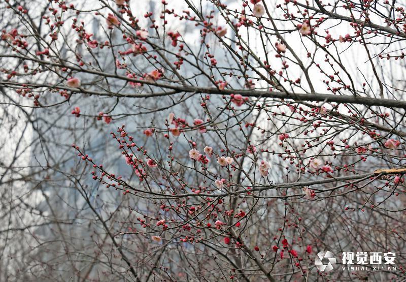 木塔寺公园梅花报春