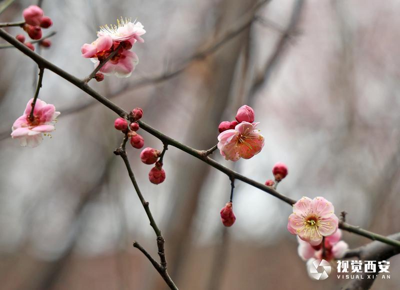 木塔寺公园梅花报春