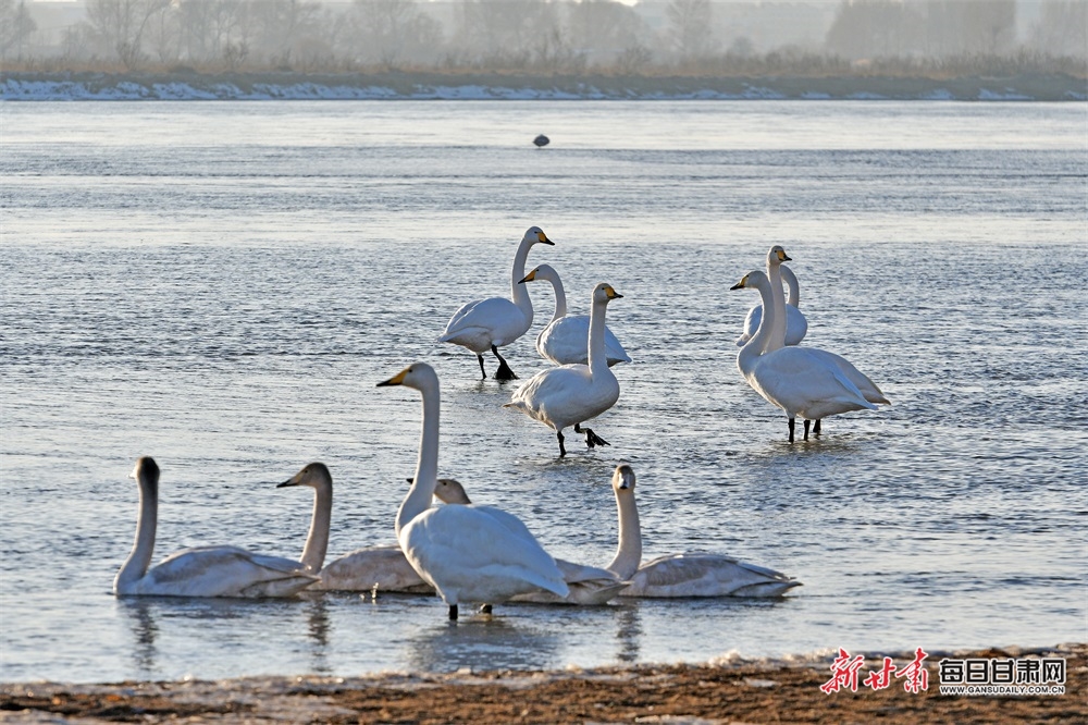 【轮播图】张掖高台黑河湿地天鹅舞蹁跹_fororder_5