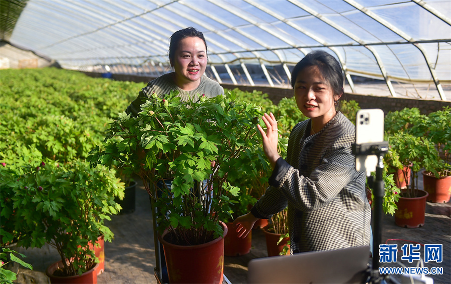 河南洛阳：反季牡丹扮靓节日市场