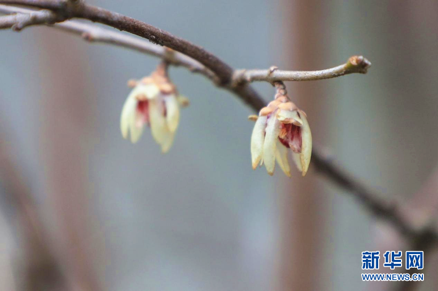 湖北鹤峰：腊梅花开迎春来