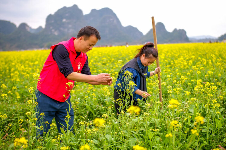 广西兴业：油菜花盛放 扮靓美丽乡村