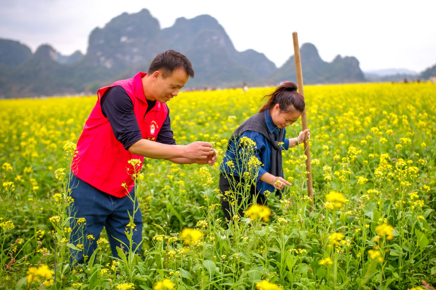 广西兴业：油菜花盛放 扮靓美丽乡村