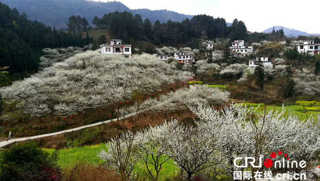 【已过审】【原创 】 【焦点图】【八桂大地】南丹阳春三月“白雪飘香”