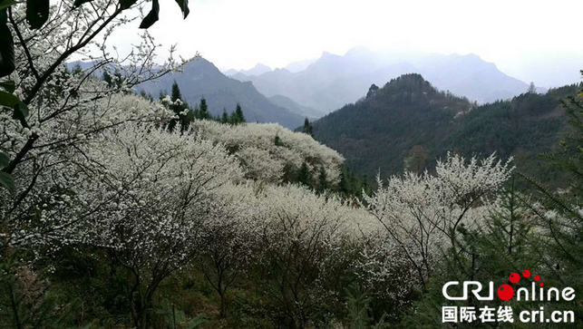 【已过审】【原创 】 【焦点图】【八桂大地】南丹阳春三月“白雪飘香”