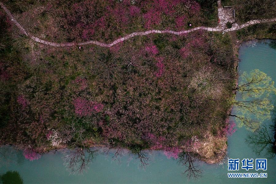 杭州西溪湿地：曲水寻梅 美不胜收