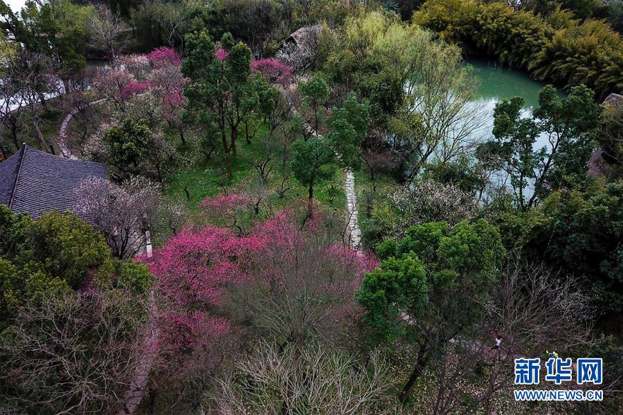 杭州西溪湿地：曲水寻梅 美不胜收