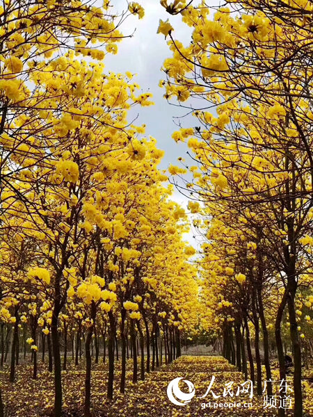 广州花都：黄花风铃木迎春怒放