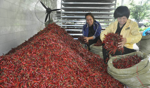 【河南供稿】灵宝市故县：辣椒产业助贫困户就业增收