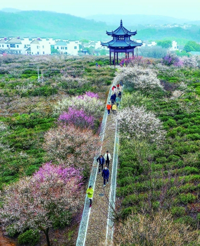 赏夜梅看烟花 南京溧水梅花节开幕