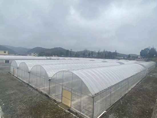 贵州思南：大力发展烤烟育苗 助力乡村振兴_fororder_育苗基地2（凡绍集 摄）