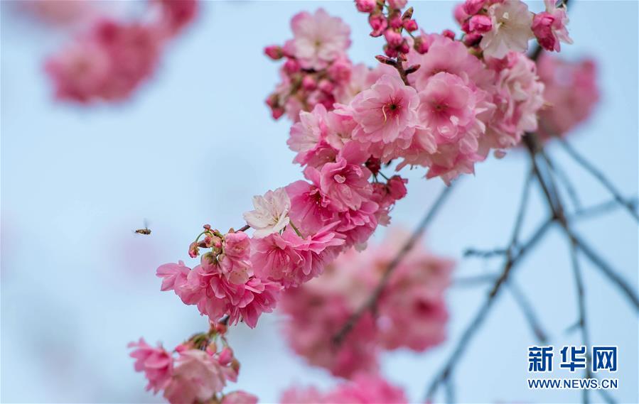 云南昆明：樱花海 映春光