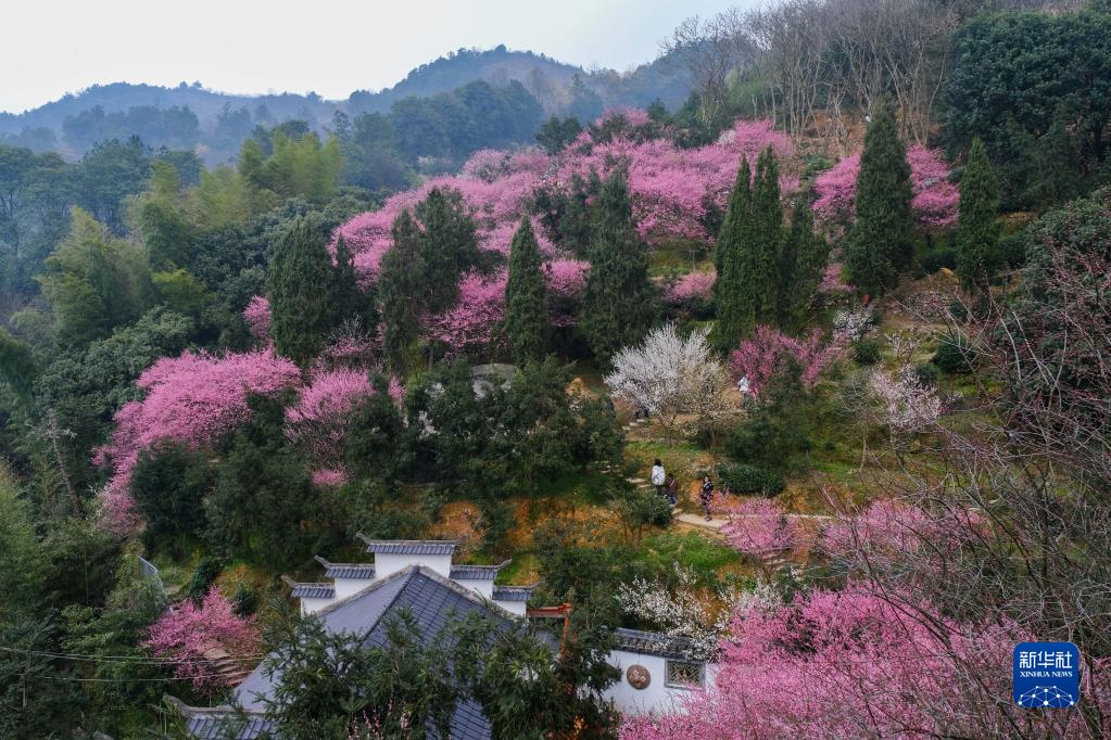 春季山乡赏梅乐 乡村旅游人气旺