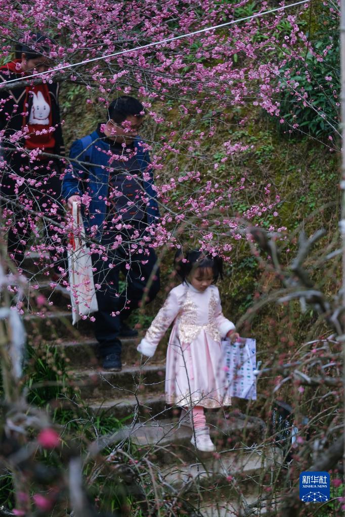 春季山乡赏梅乐 乡村旅游人气旺