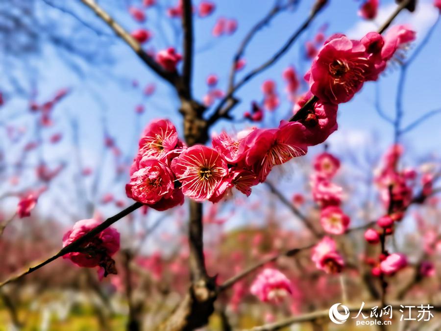 江苏南通：“梅林春晓”迎客来