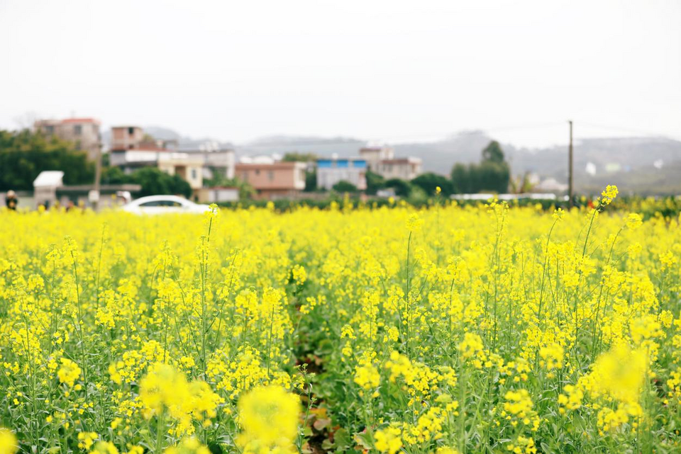 广西容县油菜花开春意浓_fororder_图片36