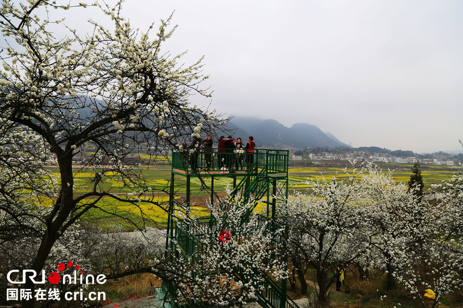 贵州贵定：“金海雪山”春意盎然   游客纷至沓来