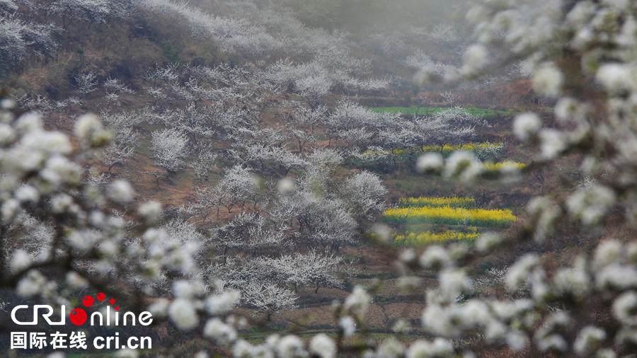 贵州贵定：“金海雪山”春意盎然   游客纷至沓来