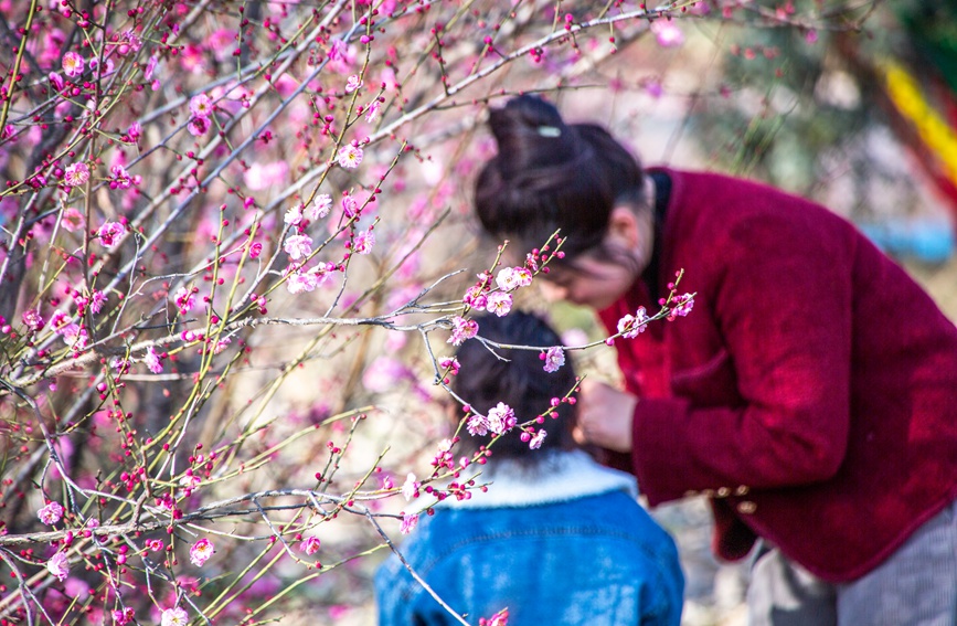 平顶山市鲁山县：梅花盛开春意浓