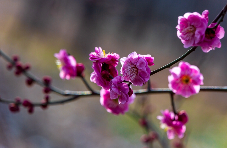 平顶山市鲁山县：梅花盛开春意浓