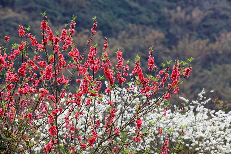 广西：春花烂漫时 乡村美如画