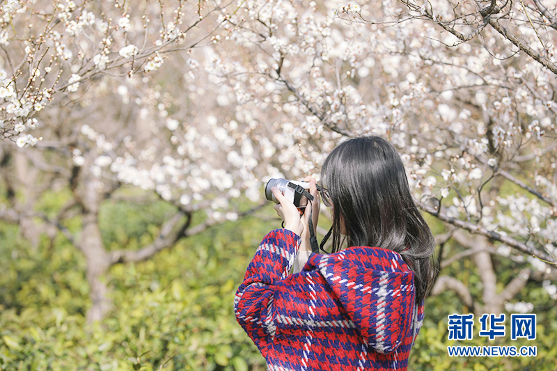 梅花枝头春意闹 香飘万里迎客来