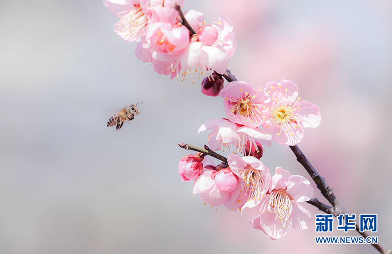 梅花枝头春意闹 香飘万里迎客来