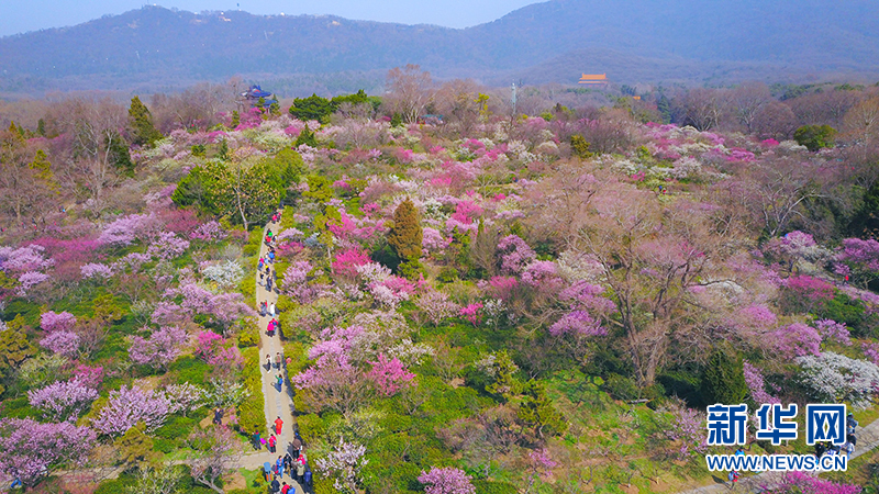 梅花枝头春意闹 香飘万里迎客来