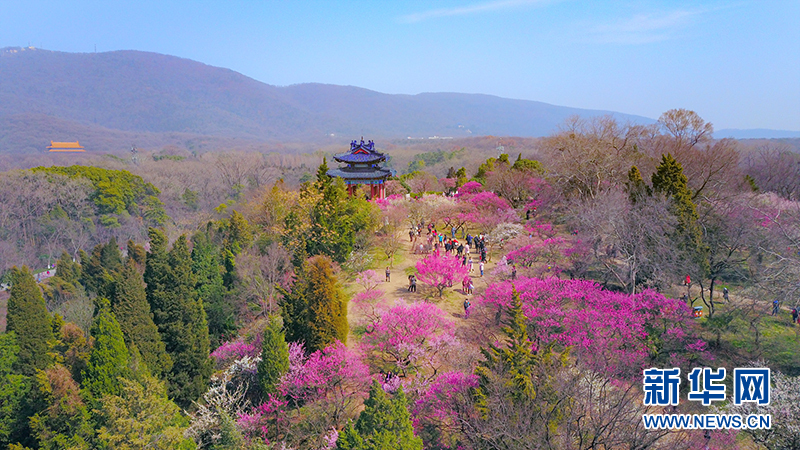 梅花枝头春意闹 香飘万里迎客来