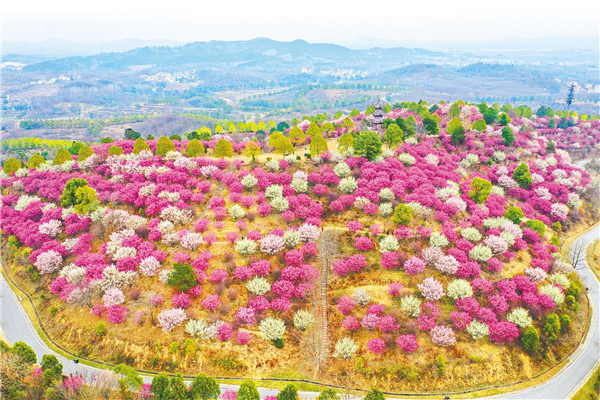 武汉黄陂：花满山坡迎客来_fororder_01