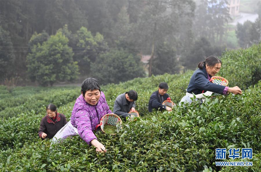 重庆：春茶采摘正当时