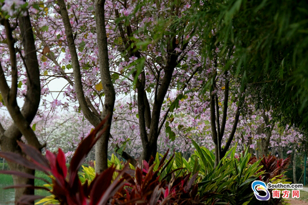 海珠湿地紫荆花带鲜花绽放等你来赏