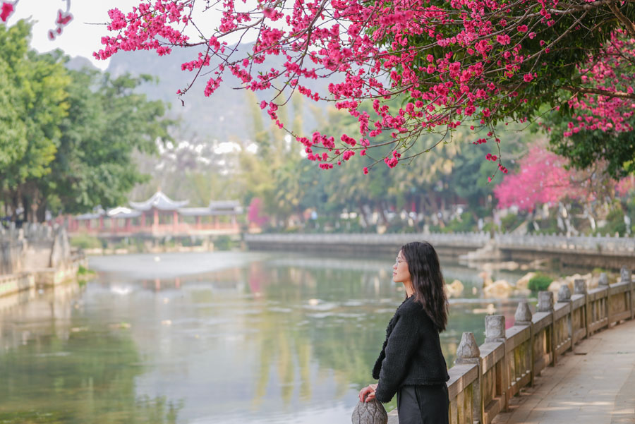 广西德保：鉴河两岸桃花艳