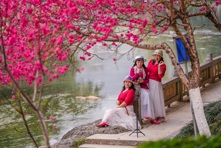 广西德保：鉴河两岸桃花艳