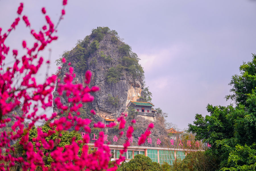 广西德保：鉴河两岸桃花艳