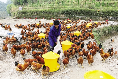 【八桂大地-图文】（首页标题）马山县脱贫之路越走越宽（内容页标题）马山县:抓产业谋变化 脱贫之路越走越宽