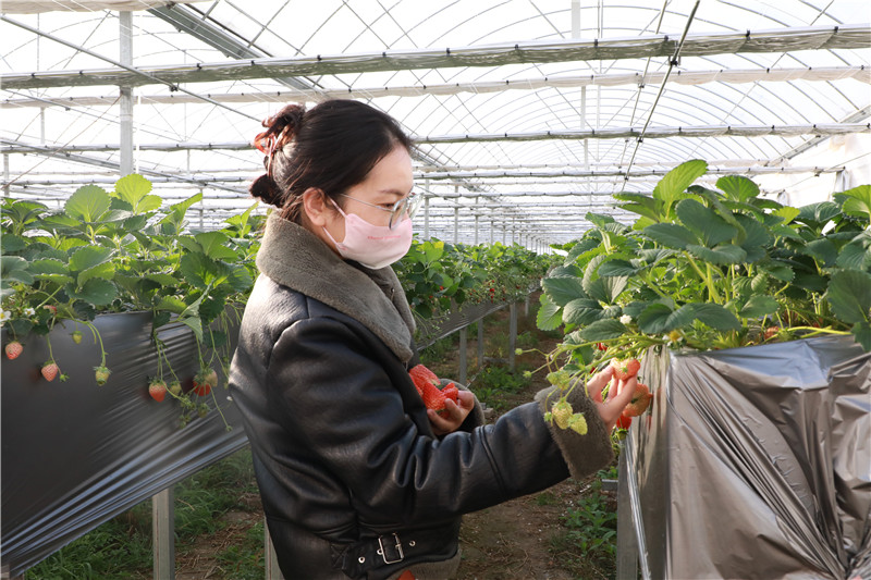 信阳市浉河区：富民项目敢抢先手_fororder_游客正在采摘新鲜草莓 陈丹妮 摄.JPG