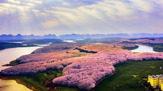 （原创）贵阳贵安2023赏花季活动将启动 89处赏花点“点亮”城市春天_fororder_8c7c2b4e325169c9ee4e2b21bb0069f