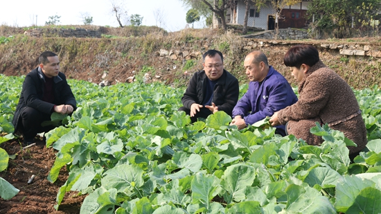 （供稿）贵州思南：农技人员助力冬季油菜管护_fororder_农技人员正在田间指导病虫防治  张国民摄