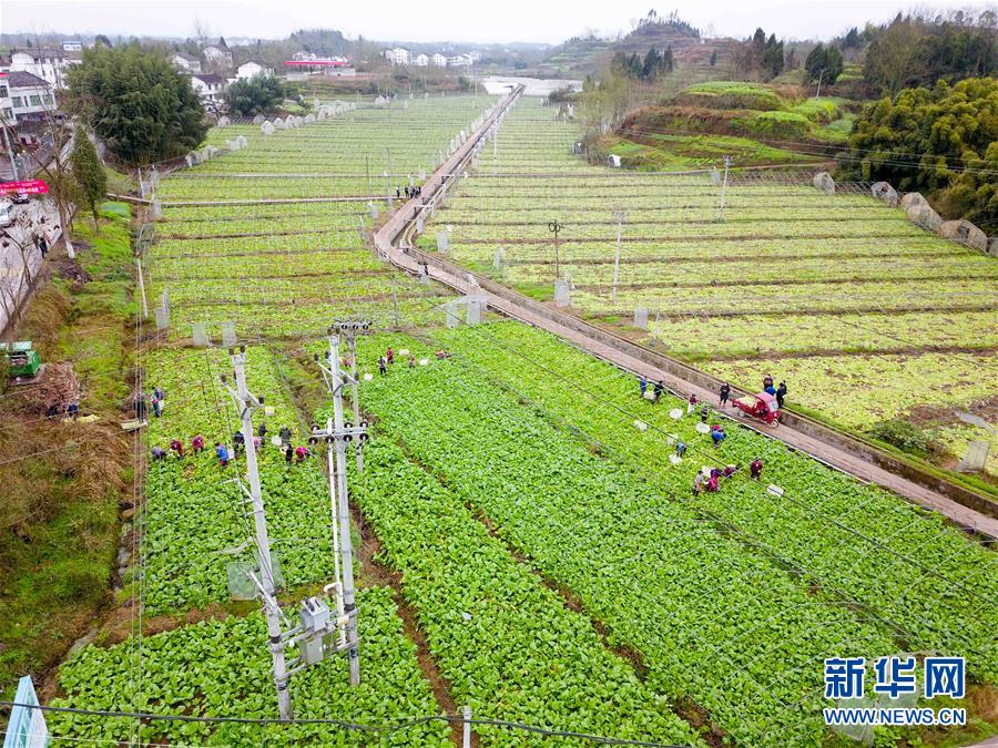 【聚焦重庆】重庆农网改造助力乡村脱贫攻坚