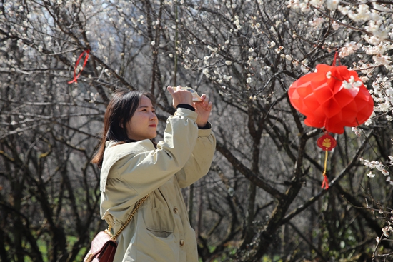 （供稿）万亩花开 踏“梅”迎春 贵州荔波第十八届梅花节开幕_fororder_游客打卡梅原.JPG