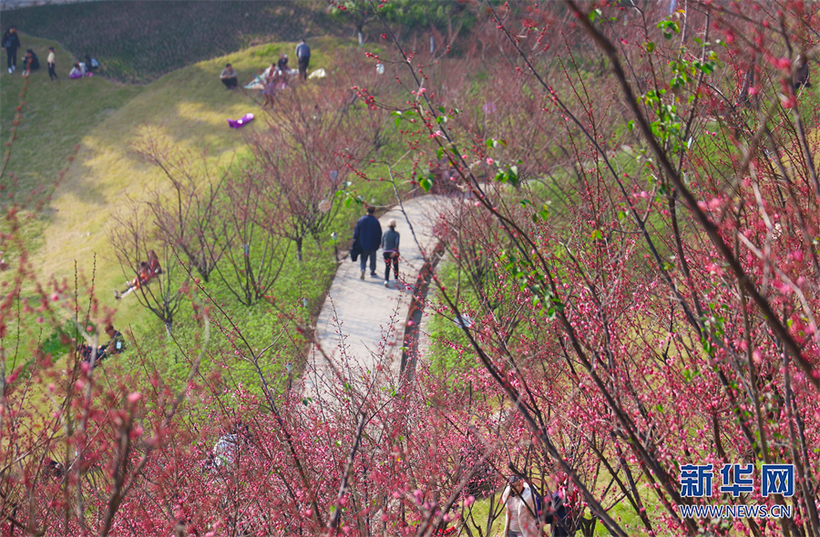 【城市远洋】重庆市沙坪坝：红岩景区红梅花又开_fororder_1129328371_16752397485301n