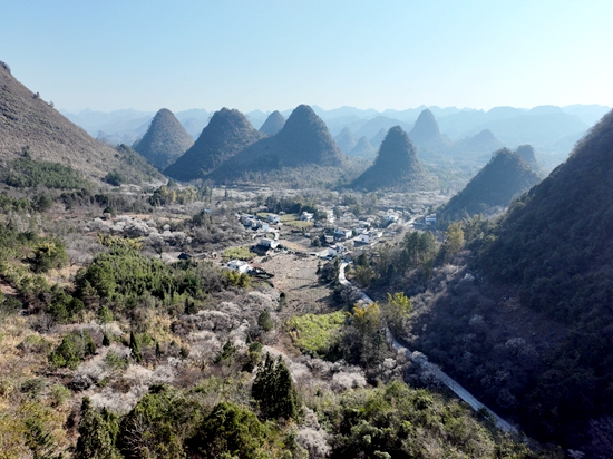 （供稿）万亩花开 踏“梅”迎春 贵州荔波第十八届梅花节开幕_fororder_万亩梅花盛开时 (1).JPG