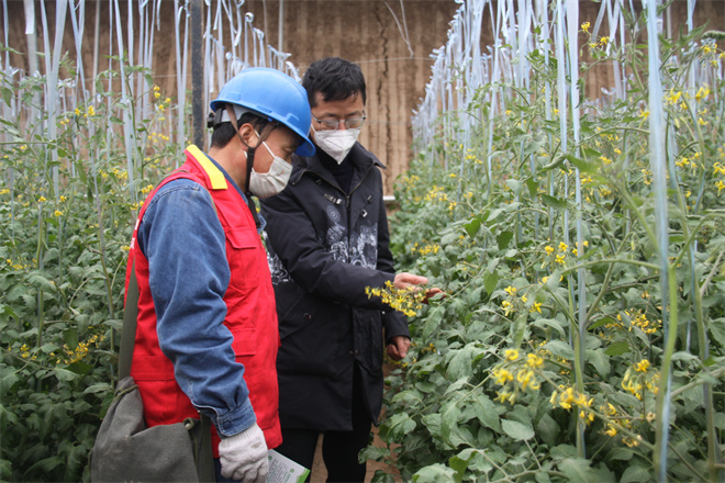 国网陕西电力：春节保供显担当 “三超”服务暖三秦_fororder_国网陕西电力员工检查大棚蔬菜供电设施及线路.JPG