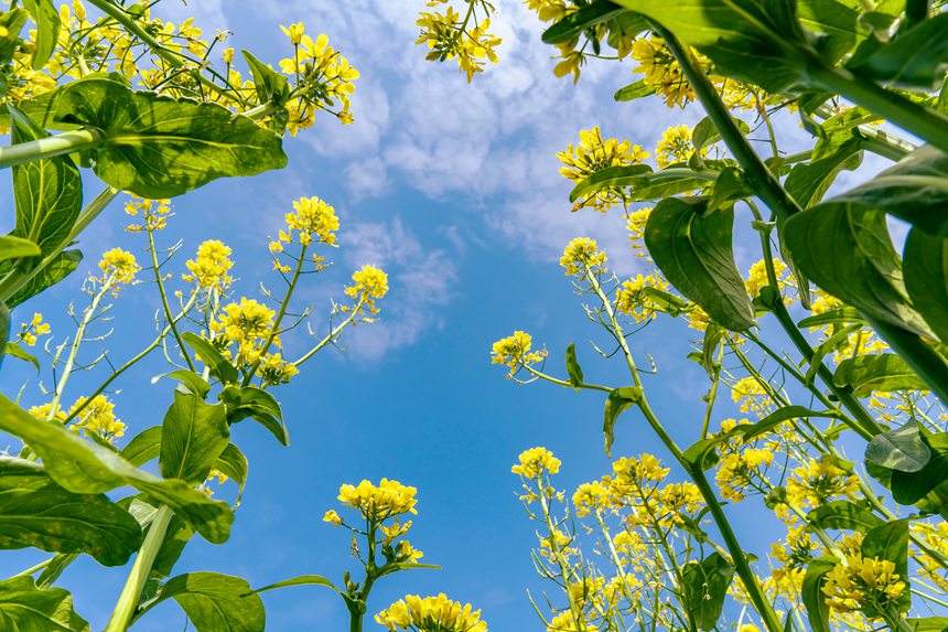 广西南宁：菜心花竞相绽放 金色花海惹人醉