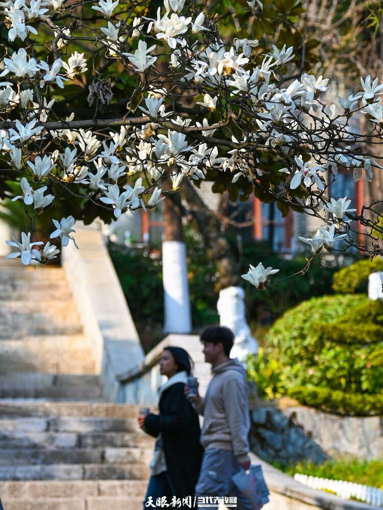 贵阳：莫道春来晚 赏花正当时