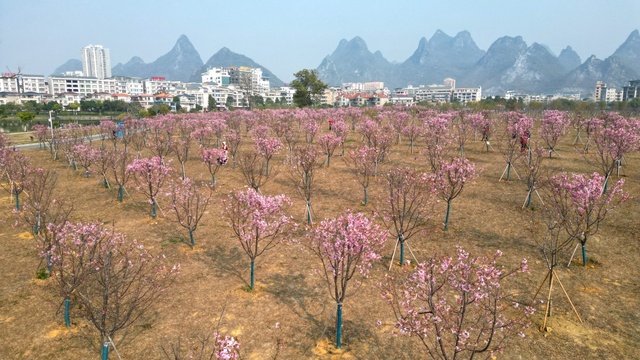 广西：乡村游 享春光