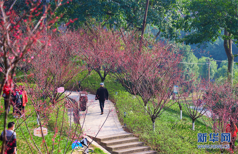 【城市远洋】重庆市沙坪坝：红岩景区红梅花又开_fororder_1129328371_16752397487441n