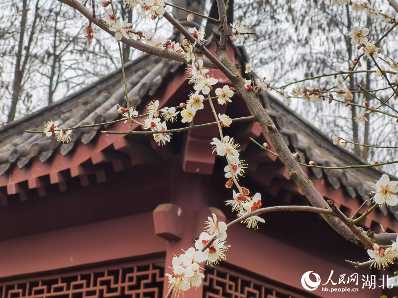 湖北武汉：天暖梅花渐次开